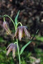 aka Mission bells. Fritillaria affinis Checker lily