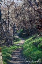 Woodland Star trail just down from the ridge