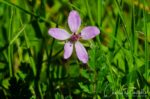 Erodium moschatum White stemmed filaree