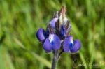 Lupinus nanus Sky lupine