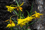 aka Golden fairy lantern. Calochortus amabilis, in the burned area of Sugarloaf Ridge State Park, CA. Native, endemic Calochortus amabilis