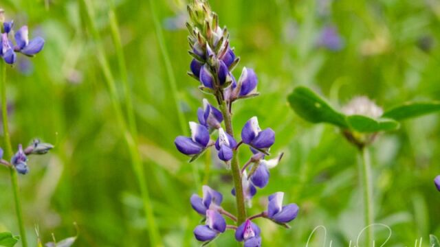 Lupinus nanus Sky lupine