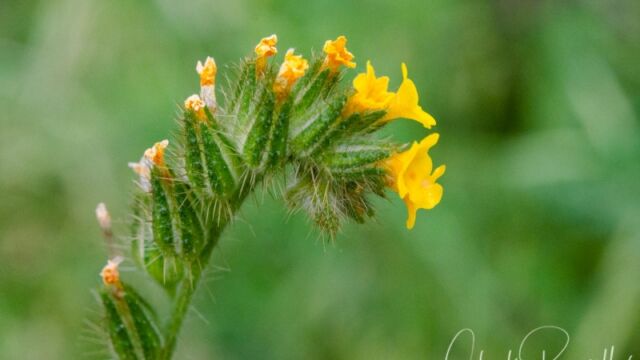 Amsinckia menziesii (probably) Small flowered fiddleneck