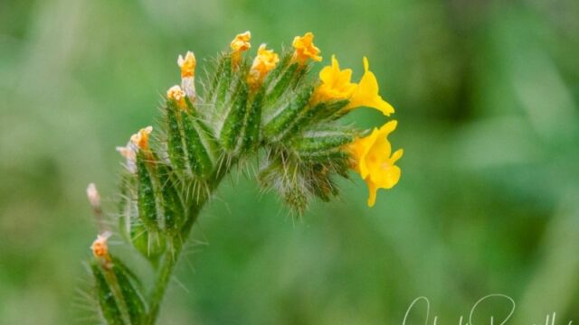 Amsinckia menziesii (probably) Small flowered fiddleneck
