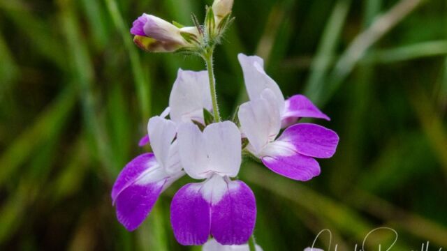 Collinsia heterophylla var. heterophylla Purple chinese houses