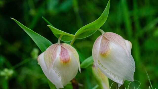 aka White globe lily. Calochortus albus White fairy lantern