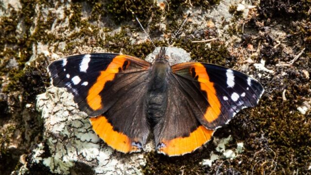 Vanessa atalanta Red Admiral
