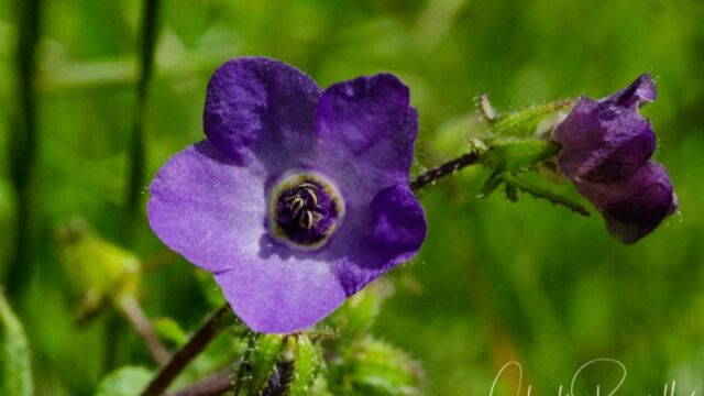 Pholistoma auritum var. auritum Blue fiesta flower