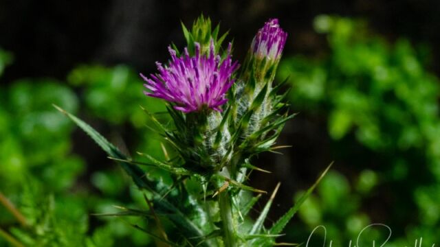Carduus pycnocephalus Italian thistle