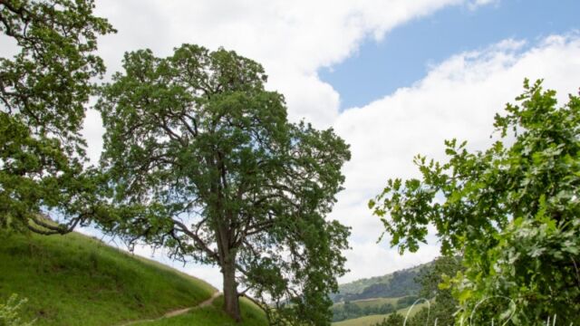 The trail crosses grassy hillsides with occasional shade from beautiful oak trees Canyon View Trail