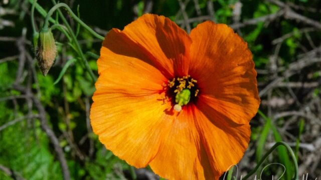 Papaver heterophyllum Wind poppy