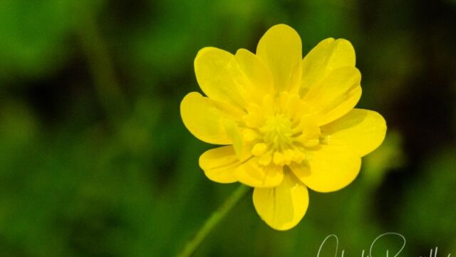 Ranunculus californicus California buttercup