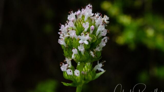 aka Longhorn plectritis. Plectritis macrocera. Long spur under flower, white to pink, no red spots Longhorn seablush