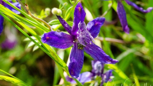 Delphinium patens ssp. patens (probably) Zigzag larkspur