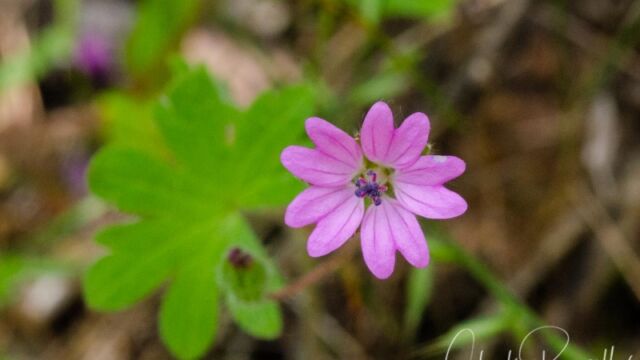 Geranium molle Dove's foot geranium