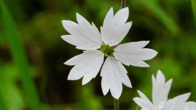 Lithophragma affine Woodland star