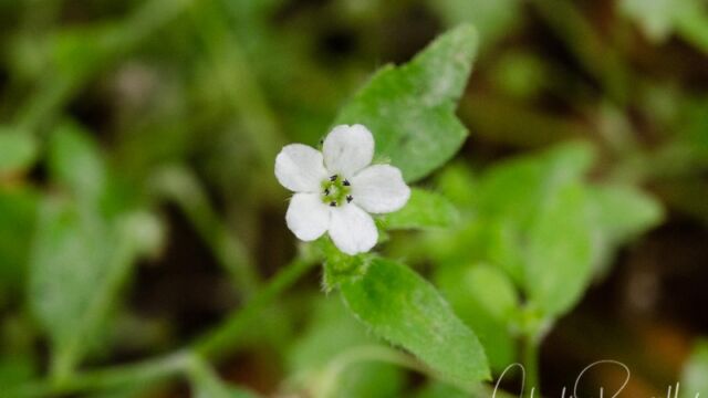 Nemophila heterophylla Canyon nemophila