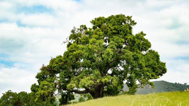 Oak tree on the Canyon View trail