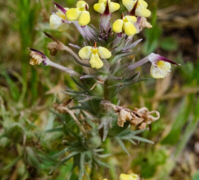 Triphysaria eriantha ssp. eriantha Butter 'n' eggs
