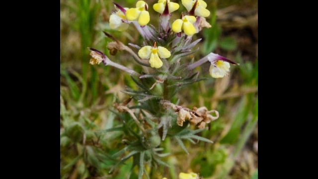 Triphysaria eriantha ssp. eriantha Butter 'n' eggs