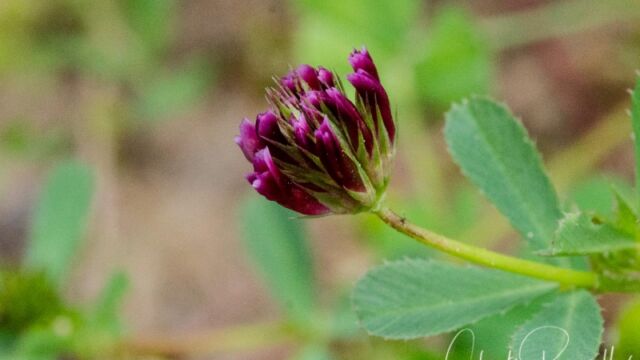 Trifolium ciliolatum Foothill clover