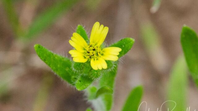 Madia gracilis Gumweed madia