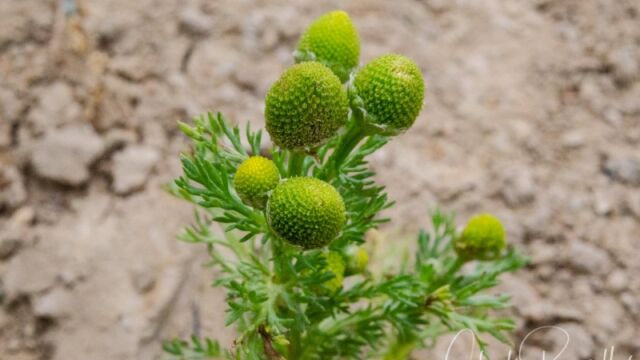 Matricaria discoidea Pineapple weed