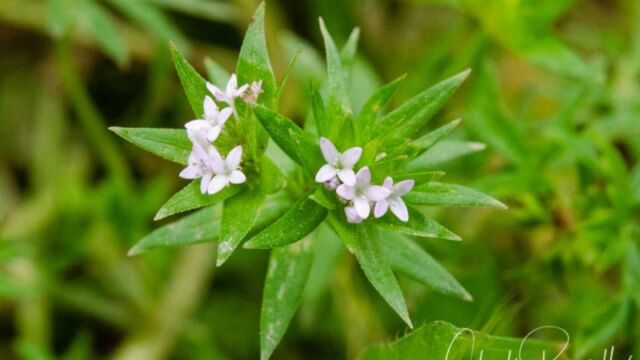 Sherardia arvensis Field madder