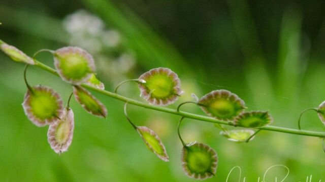 Thysanocarpus curvipes Fringe pod