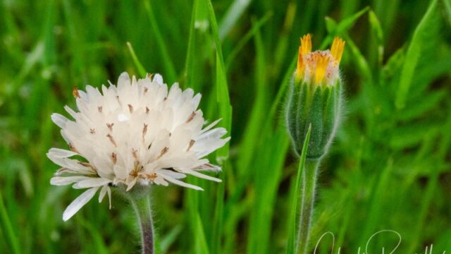 Achyrachaena mollis, seed head on left, flower on right Blow wives