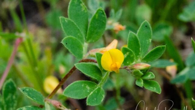 Medicago polymorpha Bur clover