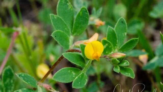 Medicago polymorpha Bur clover