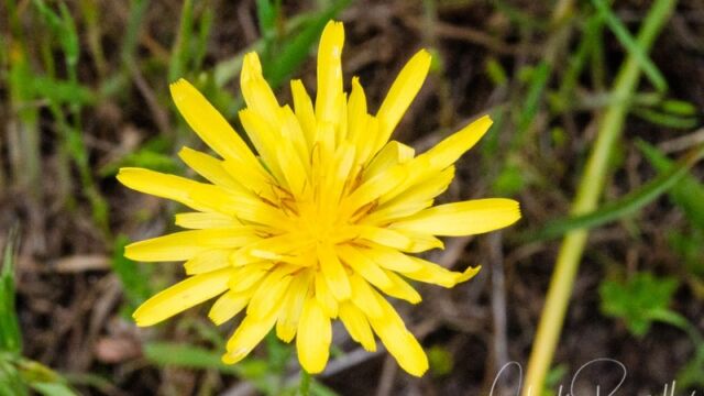 Agoseris heterophylla Annual mountain dandelion
