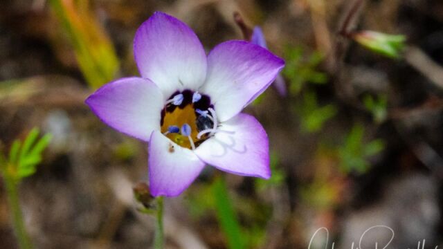 Gilia tricolor ssp. diffusa Bird's eye gilia