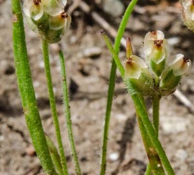 Plantago erecta California plantain