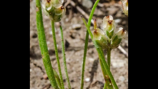 Plantago erecta California plantain