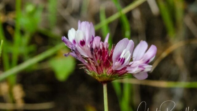 Trifolium willdenovii Tomcat clover