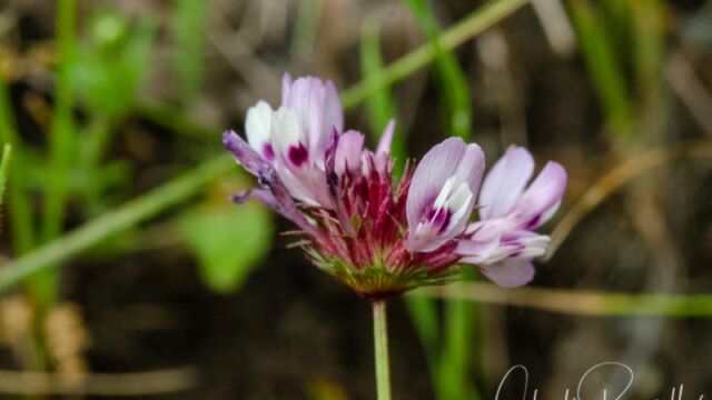 Trifolium willdenovii Tomcat clover