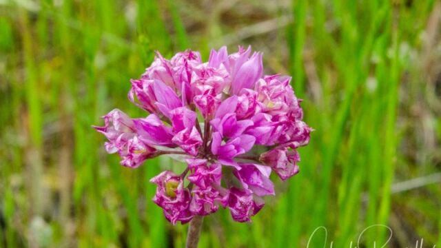 Allium serra Jeweled onion