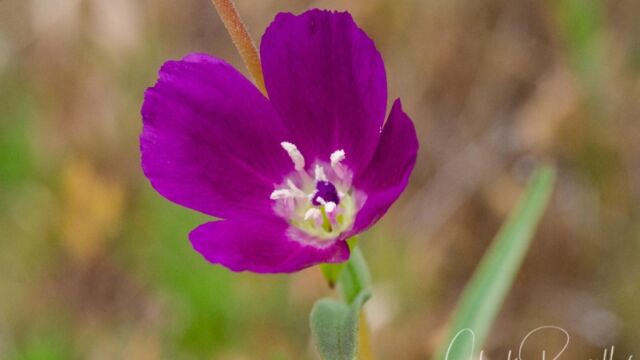 Clarkia purpurea Winecup clarkia