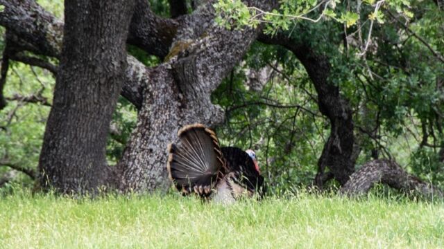 Wild Tom Turkey