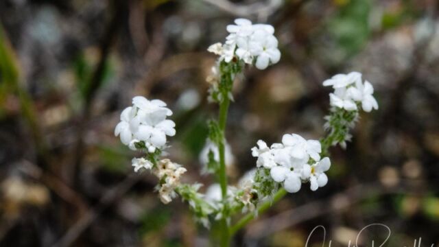 Cryptantha flaccida (probably) Weakstem cryptantha