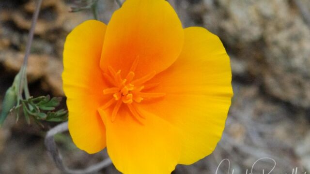 Eschscholzia californica California poppy