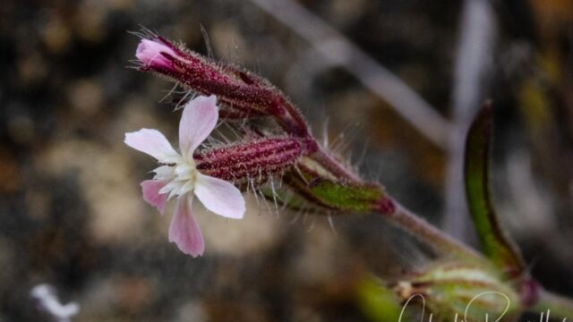 aka Windmill pink. Silene gallica Common catchfly