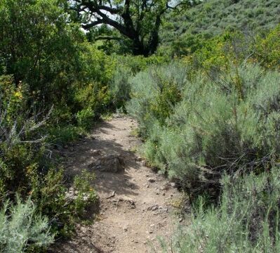 Heading up the McCorkle trail