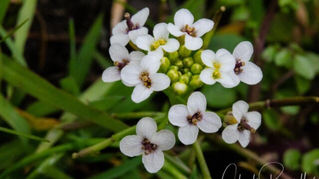 Nasturtium officinale Watercress