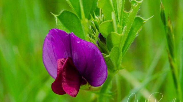 Vicia sativa ssp. sativa Spring vetch