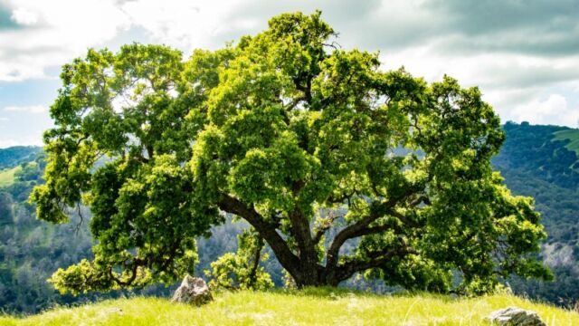 A wonderfully backlit oak tree on the McCorkle trail