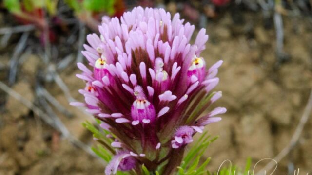 Castilleja exserta Purple owl's clover