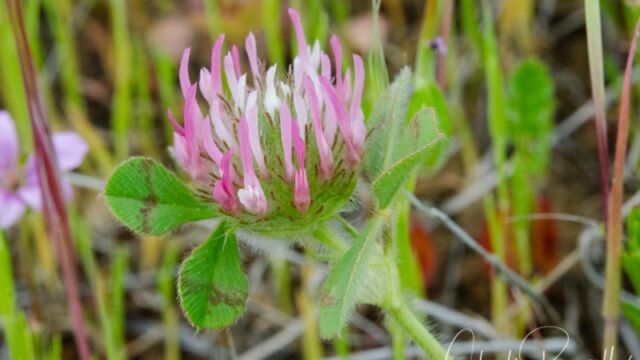Trifolium hirtum Rose clover